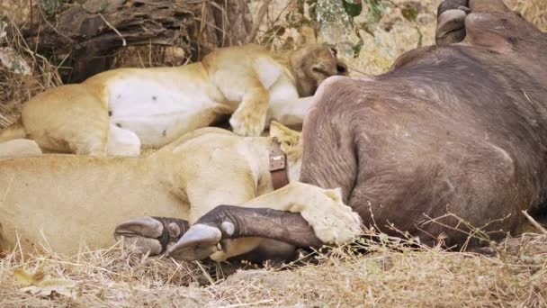 新しく殺されたアフリカの水牛を食べているライオンのグループの信じられないほどのクローズアップ アフリカのサバンナで最高の野生の狩猟シーンの1つ — ストック動画