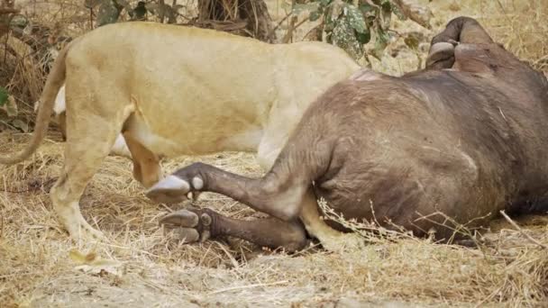 Niesamowite Zbliżenie Grupy Lwic Jedzących Świeżo Zabitego Afrykańskiego Bawoła Jedna — Wideo stockowe