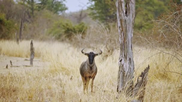 Ongelooflijke Close Van Een Wilde Gnoe Echte Afrikaanse Savanne — Stockvideo