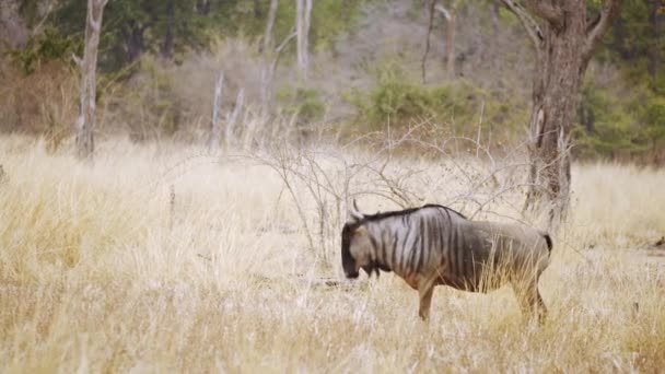 Unglaubliche Nahaufnahme Eines Wilden Gnus Der Echten Afrikanischen Savanne — Stockvideo
