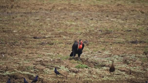 Neuvěřitelné Detailní Záběr Divoké Jižní Terénní Hornbill Skutečné Africké Savany — Stock video