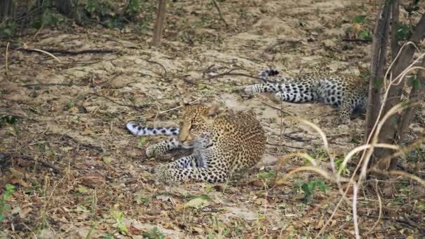 两只豹子在真正的非洲大草原上 在母亲的凝视下嬉戏 拍出了令人难以置信的特写 — 图库视频影像