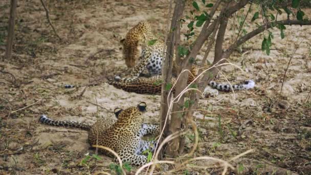 两只豹子在真正的非洲大草原上 在母亲的凝视下嬉戏 拍出了令人难以置信的特写 — 图库视频影像