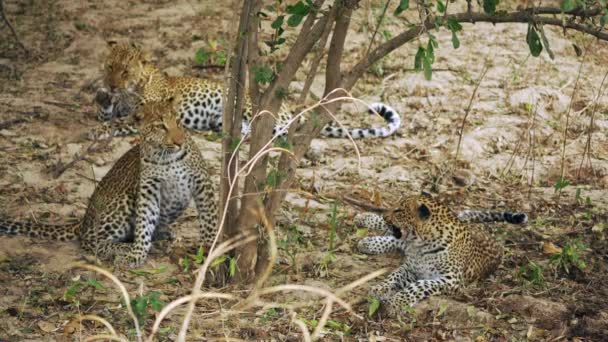 Neuvěřitelné Detailní Záběr Dvou Leopardích Mláďat Hrajících Před Pozorným Pohledem — Stock video