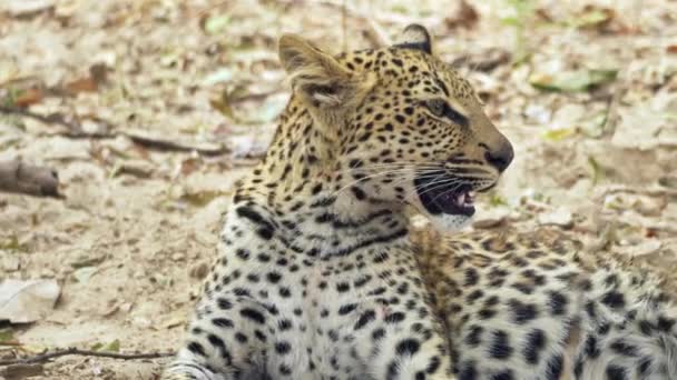 Neuvěřitelné Detailní Záběr Krásné Divoké Leopard Mládě Odpočívá Jídle Skutečné — Stock video