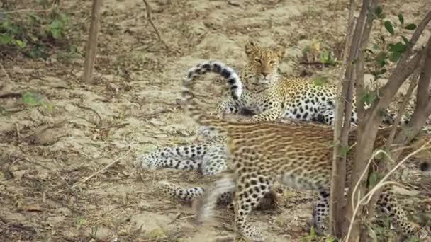 Neuvěřitelné Detailní Záběr Dvou Leopardích Mláďat Hrajících Před Pozorným Pohledem — Stock video