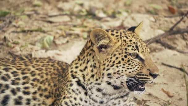 本物のアフリカのサバンナで食べた後に休んでいる美しい野生のヒョウの子の信じられないほどのクローズアップ — ストック動画
