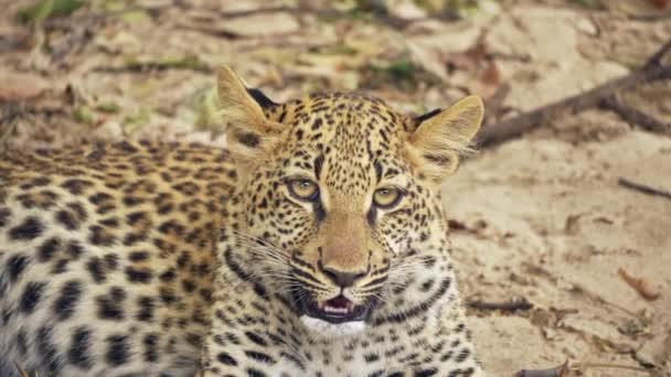 Increíble Primer Plano Hermoso Cachorro Leopardo Salvaje Descansando Después Comer — Vídeo de stock