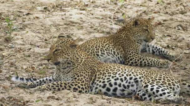 Otroligt Närbild Vacker Vild Leopard Vilar Efter Jakt Den Verkliga — Stockvideo