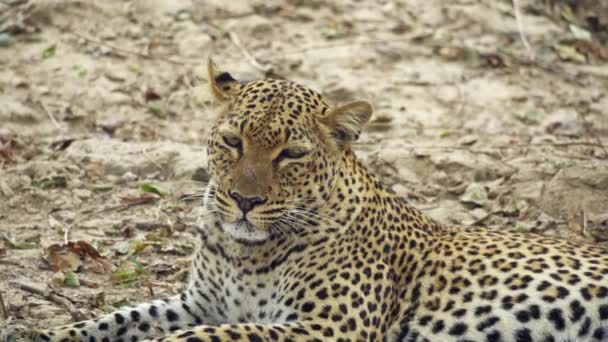 Otroligt Närbild Vacker Vild Leopard Vilar Efter Jakt Den Verkliga — Stockvideo