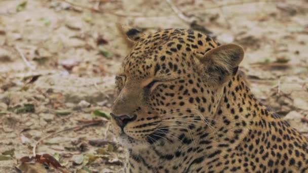 Incredibile Primo Piano Bellissimo Leopardo Selvatico Che Riposa Dopo Aver — Video Stock