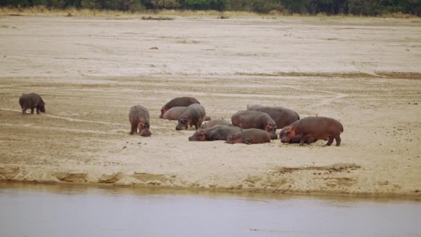 Verbazingwekkende Close Van Een Grote Kudde Afrikaanse Nijlpaarden Oever Van — Stockvideo