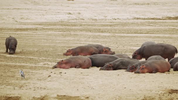 Fantastisk Närbild Stor Flock Afrikanska Flodhästar Flodstranden — Stockvideo