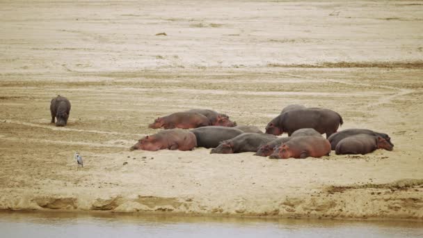 Incrível Close Uma Grande Manada Hipopótamos Africanos Margem Rio — Vídeo de Stock