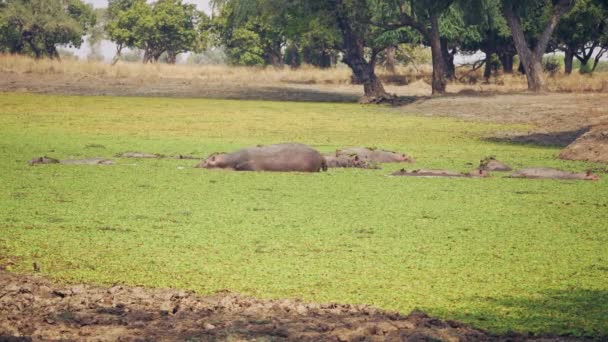 アフリカの川の水の中にアフリカのカバの大きな群れの驚くべきクローズアップ — ストック動画