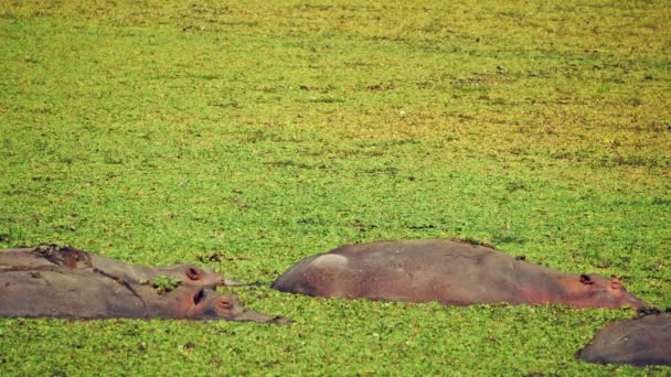 アフリカの川の水の中にアフリカのカバの大きな群れの驚くべきクローズアップ — ストック動画