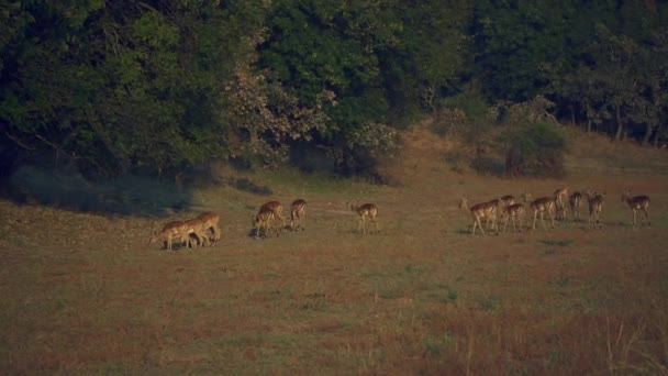 本物のアフリカのサバンナのインパラの群れの驚くべき接近 — ストック動画