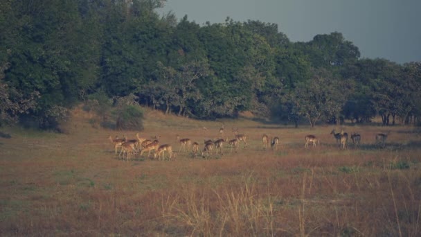 Incrível Close Uma Manada Impala Verdadeira Savana Africana — Vídeo de Stock
