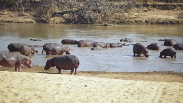 Amazing Close Big Herd African Hippos River Bank — Stock Video