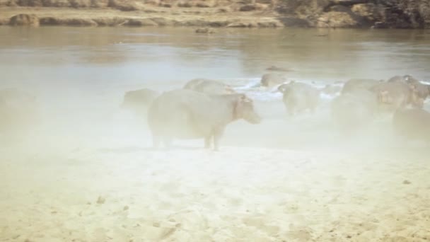 Úžasné Detailní Záběr Velkého Stáda Afrických Hrochů Břehu Řeky — Stock video