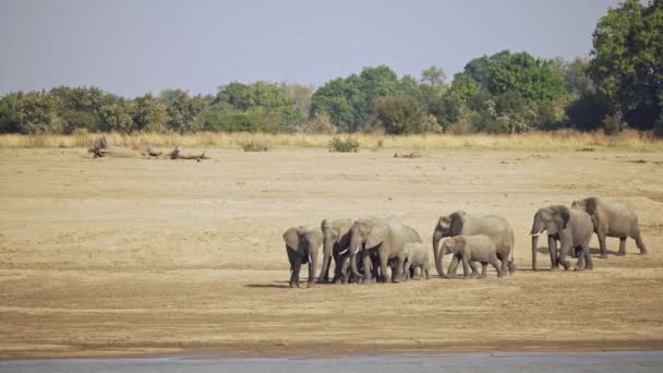 Величезний Згин Величезної Групи Диких Африканських Слонів Рухаються Березі Річки — стокове відео