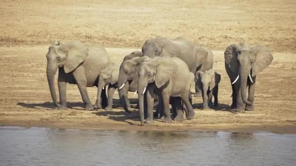 Otroligt Närbild Enorm Grupp Vilda Afrikanska Elefanter Som Rör Sig — Stockvideo