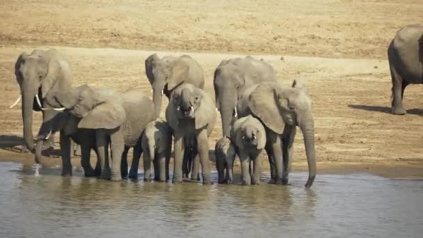 Величезний Згин Величезної Групи Диких Африканських Слонів Рухаються Березі Річки — стокове відео