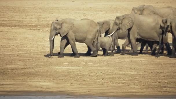 Incredible Close Huge Group Wild African Elephants Moving River Bank — Stock Video