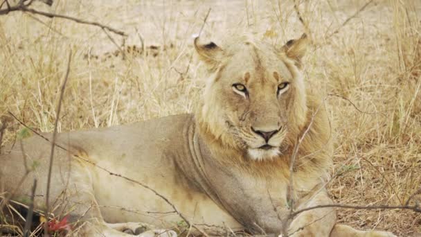 Niesamowite Zbliżenie Dużego Samca Lwa Spoczywającego Afrykańskiej Sawannie — Wideo stockowe
