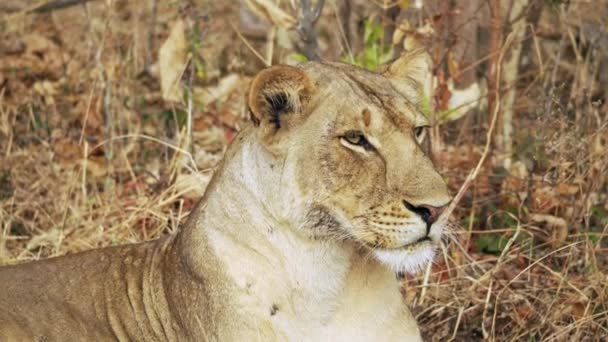 Unglaubliche Nahaufnahme Einer Schönen Wilden Löwin Die Nach Der Jagd — Stockvideo