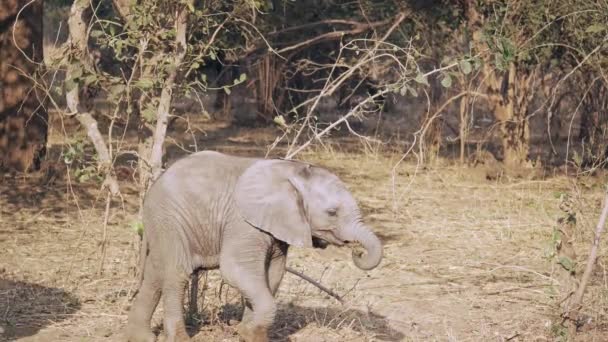 Невероятный Крупный План Группы Африканских Слонов Настоящей Африканской Саванне — стоковое видео