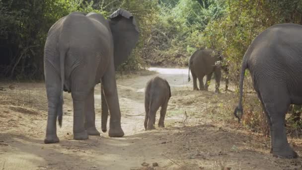 Incredibile Primo Piano Gruppo Elefanti Africani Selvatici Nella Vera Savana — Video Stock