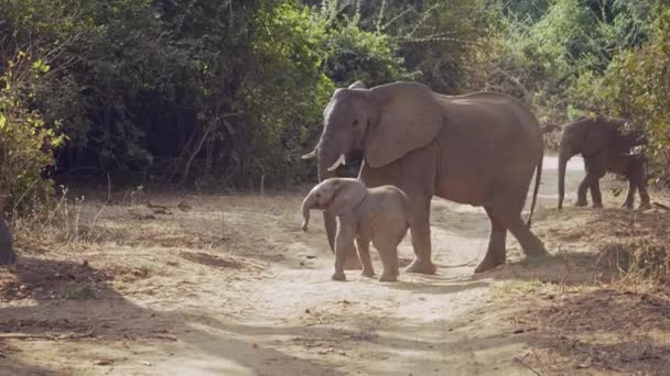 Hihetetlen Közelkép Egy Csapat Afrikai Vad Elefántról Valódi Afrikai Szavannában — Stock videók