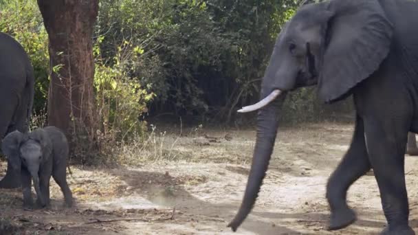 Neuvěřitelné Detailní Záběr Skupiny Divokých Afrických Slonů Skutečné Africké Savaně — Stock video