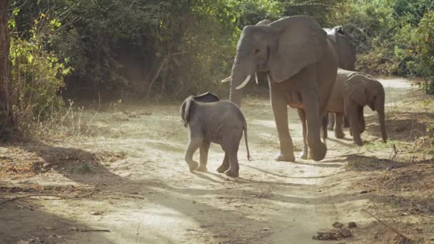 在真正的非洲大草原上 一群非洲野生大象的难以置信的特写 — 图库视频影像