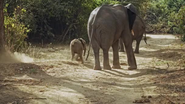 Neuvěřitelné Detailní Záběr Skupiny Divokých Afrických Slonů Skutečné Africké Savaně — Stock video