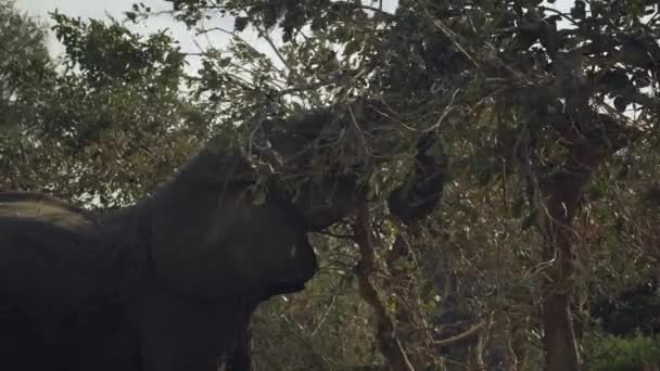 本物のアフリカのサバンナで大きな木を食べる巨大な野生のアフリカゾウの信じられないほどのクローズアップ — ストック動画