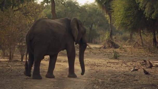 一只硕大的雄性野生非洲象在真正的非洲草原上移动时的令人难以置信的特写 — 图库视频影像