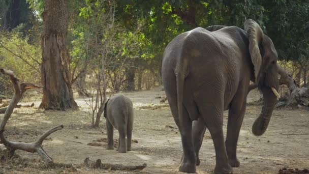 Неймовірна Група Диких Африканських Слонів Справжній Африканській Савані — стокове відео
