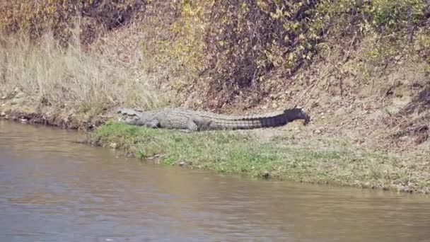 Increíble Primer Plano Cocodrilo Salvaje Descansando Orilla Del Río — Vídeos de Stock