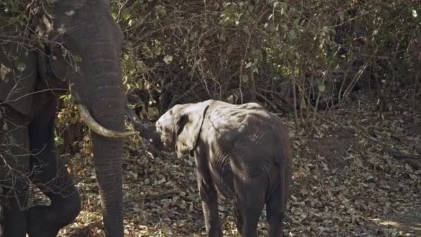 Incrível Close Grupo Elefantes Africanos Selvagens Verdadeira Savana Africana — Vídeo de Stock