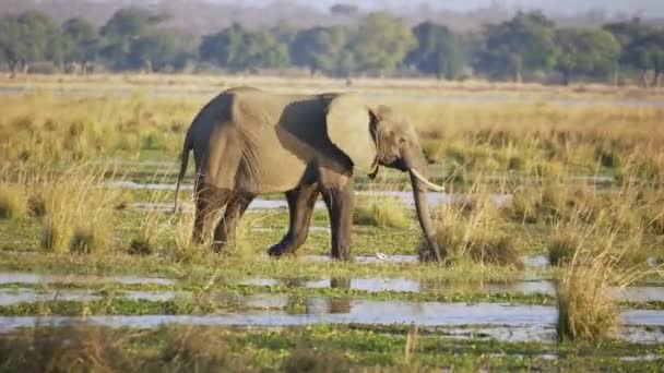 一只硕大的雄性非洲野生大象在河里活动的令人难以置信的特写 — 图库视频影像