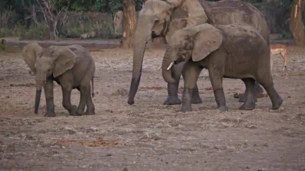 Incrível Close Grupo Elefantes Africanos Selvagens Verdadeira Savana Africana — Vídeo de Stock