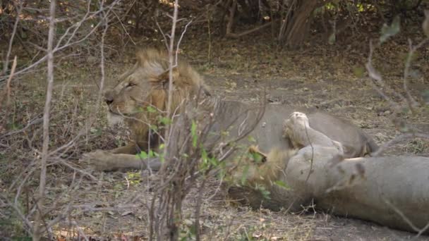 两只大雄狮在非洲大草原上休息的惊人特写 — 图库视频影像