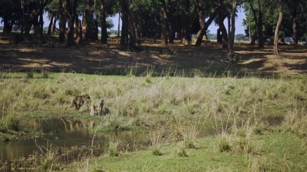 Fantastisk Närbild Grupp Babianer Den Afrikanska Savannen — Stockvideo