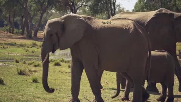 Niesamowite Zbliżenie Grupy Dzikich Słoni Afrykańskich Prawdziwej Afrykańskiej Sawannie — Wideo stockowe