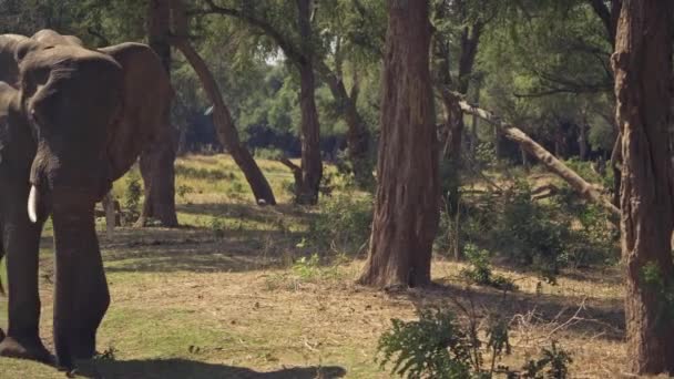Neuvěřitelné Close Obrovského Samce Divoký Africký Slon Jíst Velký Strom — Stock video