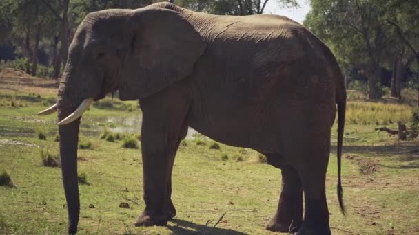 一只硕大的雄性非洲野生大象在真正的非洲草原上吃东西的令人难以置信的特写 — 图库视频影像