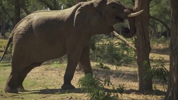 在真正的非洲大草原 一头巨大的非洲野生公象正在吃一棵大树 其特写镜头令人难以置信 — 图库视频影像