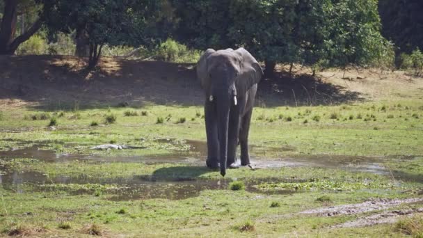 Otroligt Närbild Enorm Vild Afrikansk Elefant Som Rör Sig Vattnen — Stockvideo